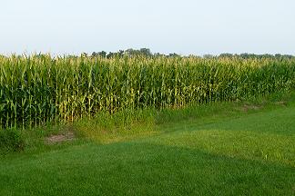 Cornfield at Ceol Sean